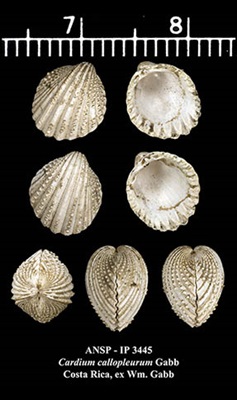 cardium callopleurum - shells